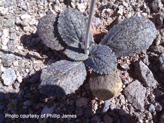  Atrichoseris platyphylla